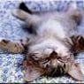 Katze0815