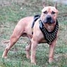 amstaff88