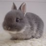 LittleRabbit