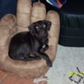 nubbely