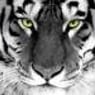 weissertiger