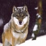 wolfsherz44