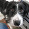 dogloosy
