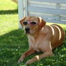 SarahConnor