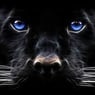 panther34