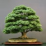 bonsai1975