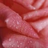 Rosa15