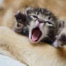 Katzenlady05