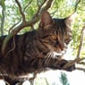 stellina13