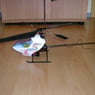 Nasenbaer28