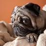 pennmops