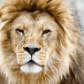 LeonLoewe