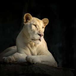 image of whitelioness