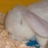 JohnDee