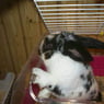 hoppels