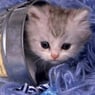 Vikimaus