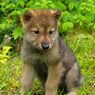 Wolf01
