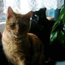 katzenmama01