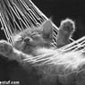 coolcat87