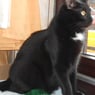 Katzenmama16