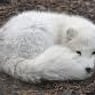 polarfuchsin