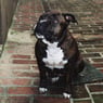 Heikohund