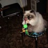 Filou0302