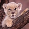 Lionkid
