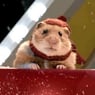 Hamsterlein