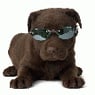 Doggy73