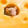 nelemaus