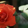 Adela