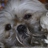 Truxi22