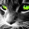 Kittyx