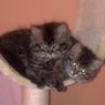 Katzenmutti