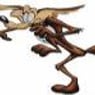 coyote100
