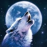 Woelli