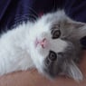 Catze