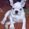 frenchbully