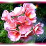 Biggi5153