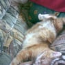 Catkiwi