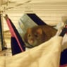 PinkyDog