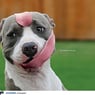 dog91