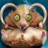 ChaosTeufelchen