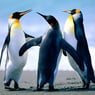 vokawi
