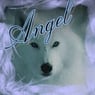 poorangel