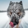 pictureSnsnow