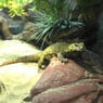 Uromastyx