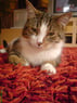 sweety1403