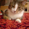 sweety1403